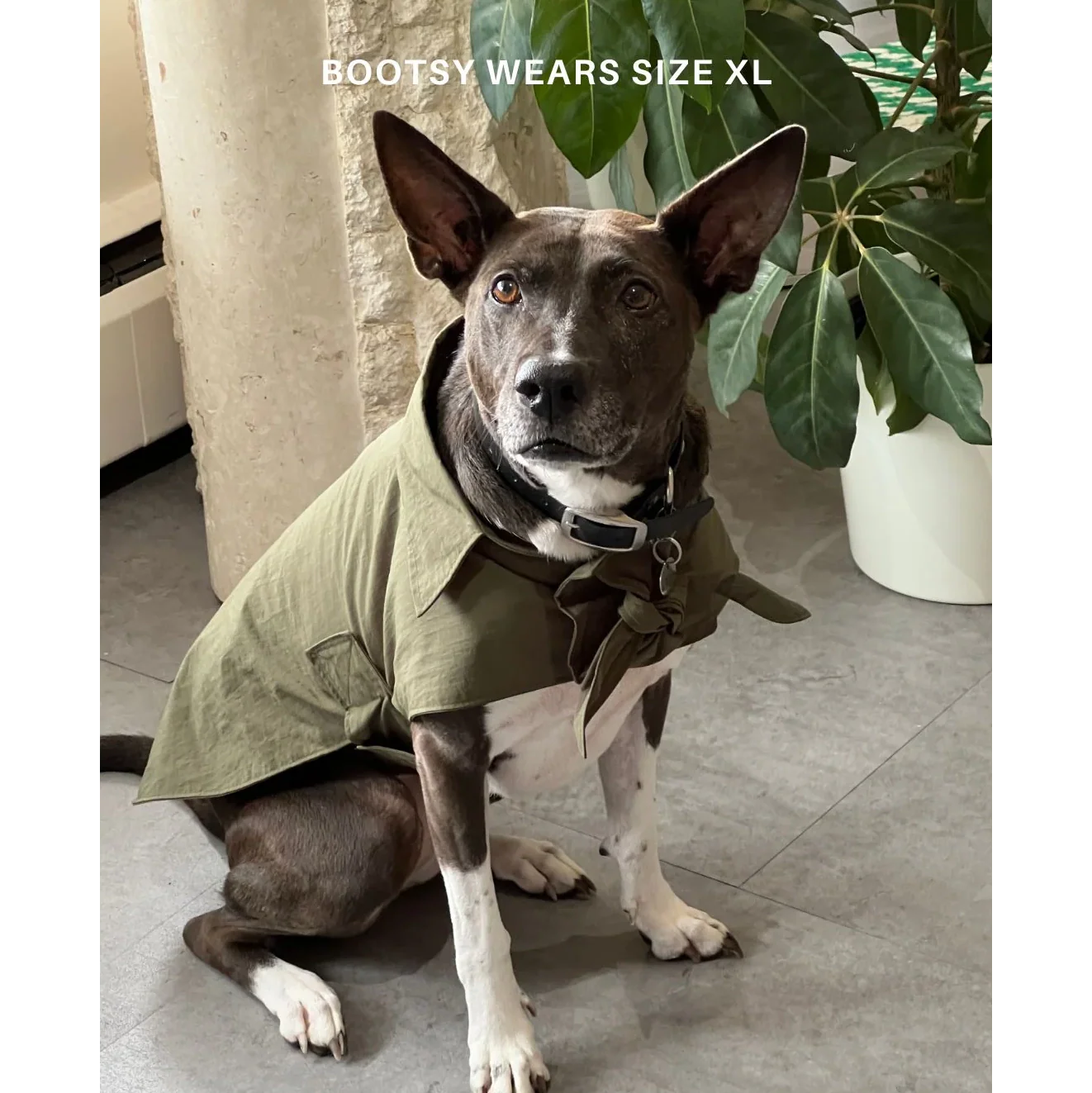 Toto Dog Rain Jacket - Image 5