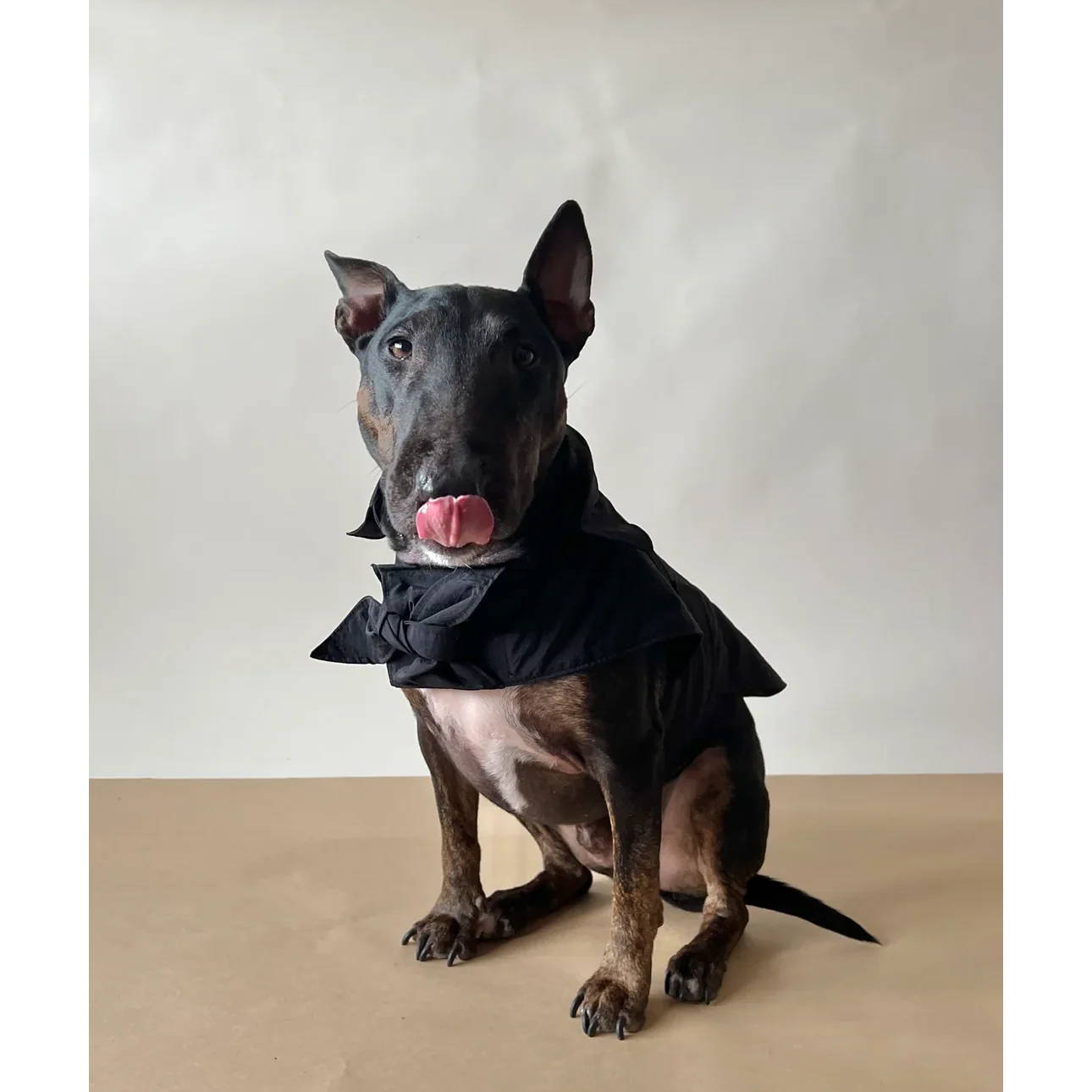 Toto Dog Rain Jacket - Image 7