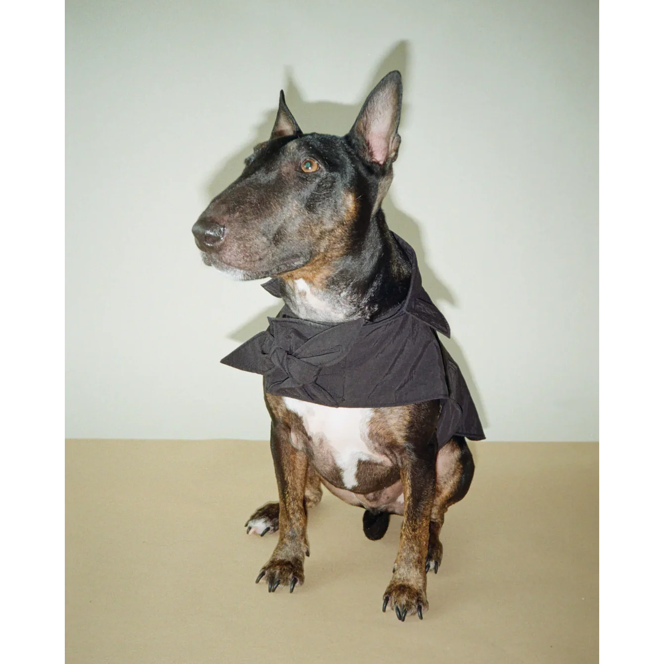 Toto Dog Rain Jacket - Image 8
